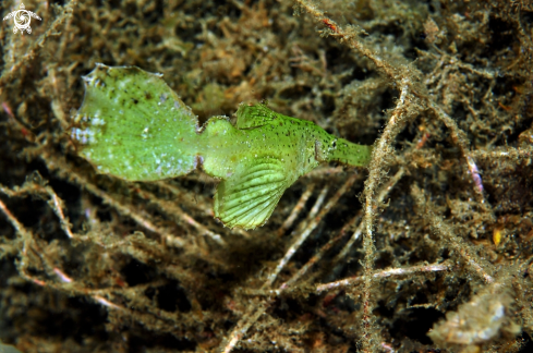 A Solenostomus paradoxus | Ghostpipefish