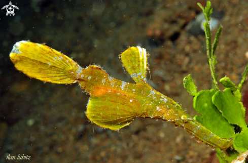 A Ghostpipefish