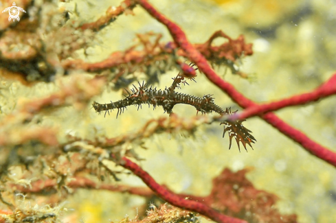 A Solenostomus paradoxus | Ghostpipefish