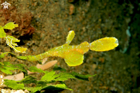 A Solenostomus paradoxus | Ghostpipefish