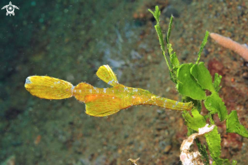 A Ghostpipefish