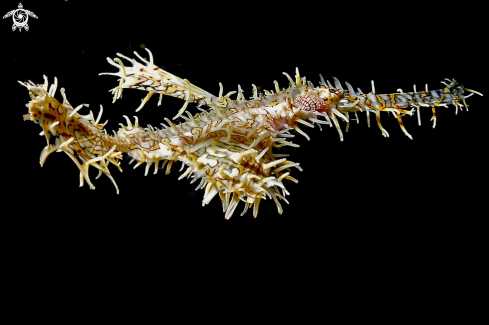 A Ghostpipefish