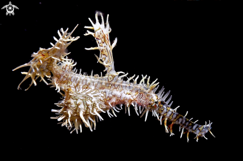 A Ghostpipefish