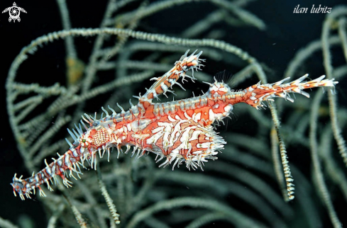 A Ghostpipefish