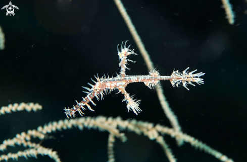 A Ghostpipefish