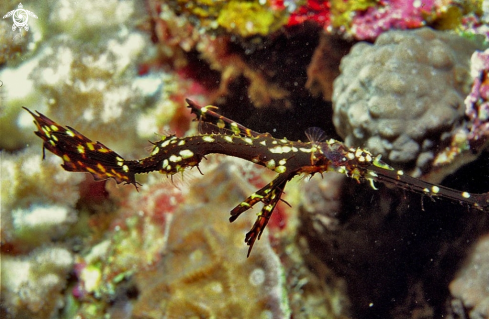 A Ghostpipefish