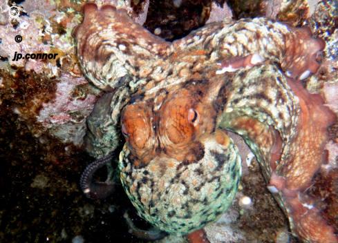 A Octopus vulgaris | Poulpe