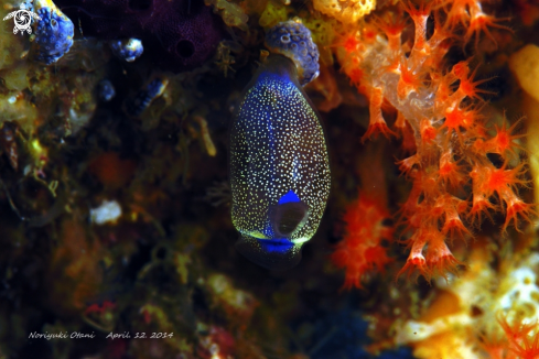 A sea squirt | sea squirt