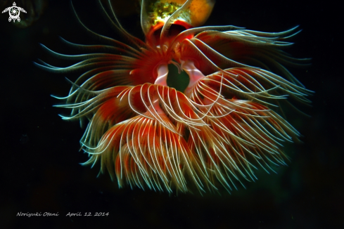 A Protula magnifica | feather duster worm