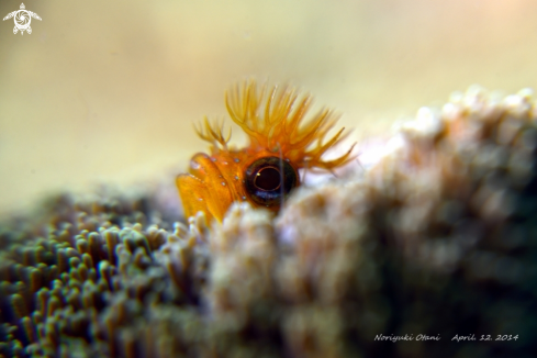 A Moss fringehead