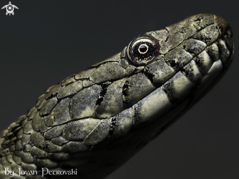 A Natrix tessellata | Vodena zmija Ribarica / Water snake - Ribarica.