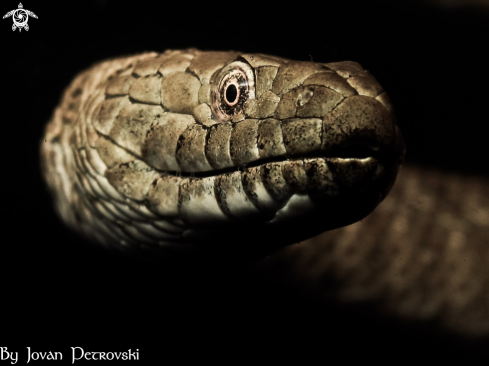 A Natrix tessellata | Vodena zmija Ribarica / Water snake - Ribarica.