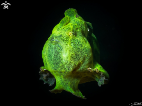 A Antennarius commersoni | Frogfish