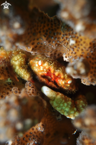 A Cymo andreossyi | Coral Crab