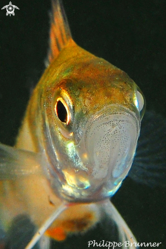 A European perch