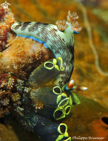 A Nemnbrotha lineolata | Nudibranch