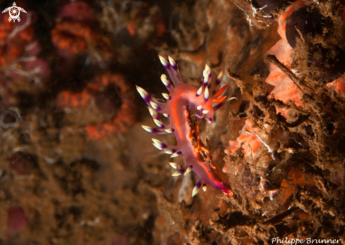 A Nudibranch