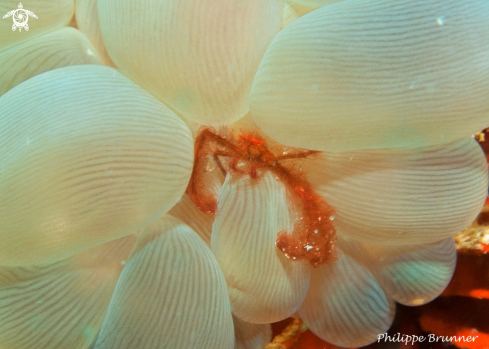 A Orang outan crab