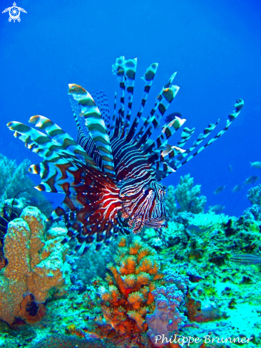 A Pterois volitans | Lion fish