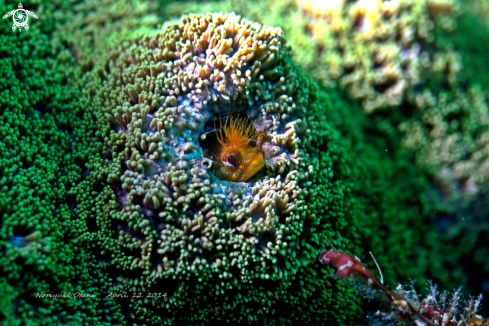 A Moss fringehead