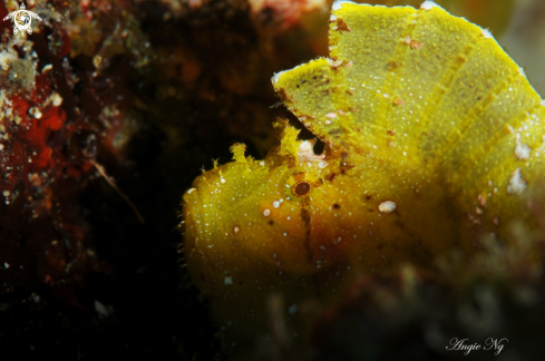 A Leaf Fish