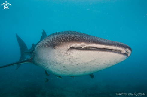 A Whale Shark