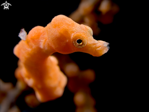 A Hippocampus denise | Denise's Pygmy Seahorse