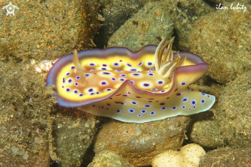 A Chromodoris kunei | Nudibranch