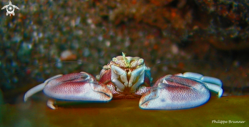 A Porcelain crab