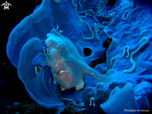 A Frog fish