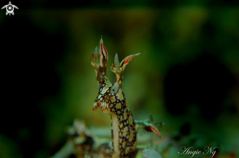 A Nudibranchs | Nudi