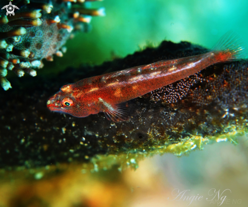 A Goby