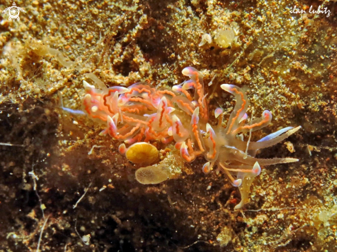 A Phyllodesmium opalescens | sea slug