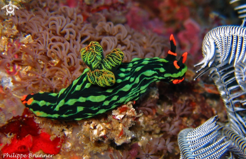 A Nudibranch