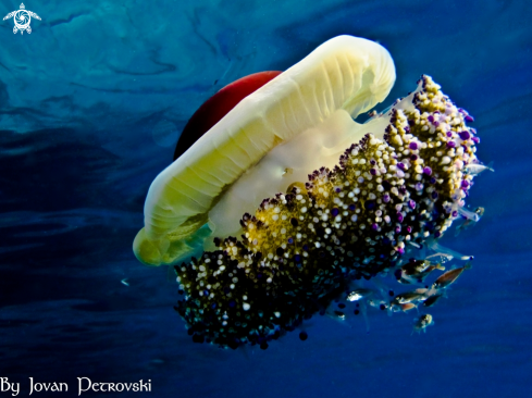 A Cotylorhiza tuberculata Jellyfish | Play eggs around!