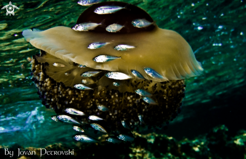 A Cotylorhiza tuberculata Jellyfish | Play eggs around!