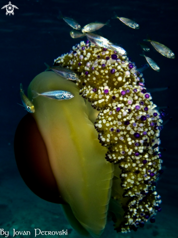 A Cotylorhiza tuberculata Jellyfish | Play eggs around!