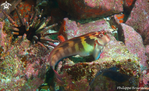 A Blenny