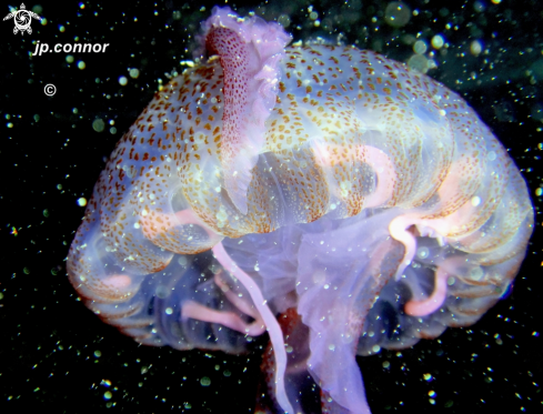 A Pelagia Noctiluca | Méduse pélagique