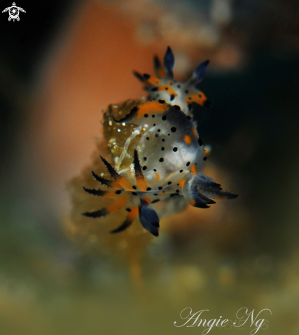 A Nudi