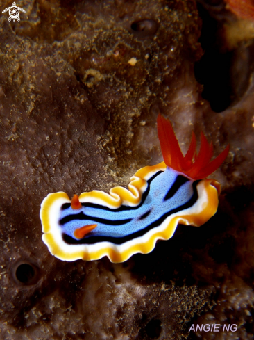 A Chromodoris magnifica | Nudi