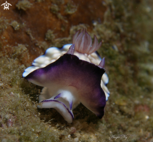 A Chromodoris hintuanensis | Nudi