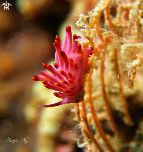 A Flabellina rubrolineata | Nudi