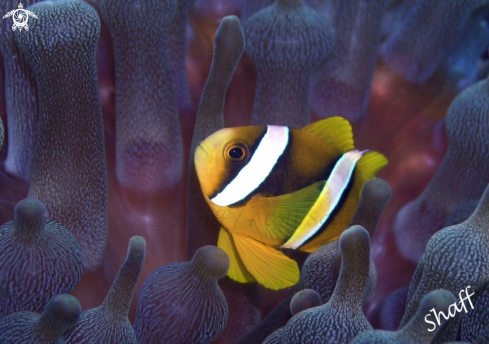 A Clark's Anemonefish