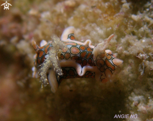 A Nudibranchs | Nudi