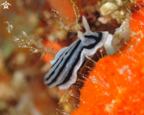 A Chromodoris | Nudi