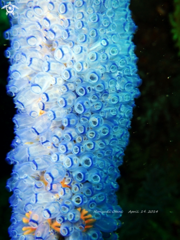 A tunicate
