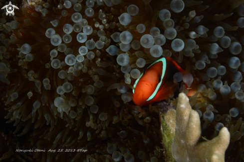 A Anemone Fish