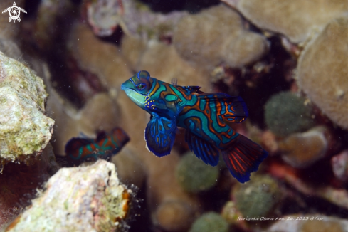 A Synchiropus splendidus | Mandarinfish