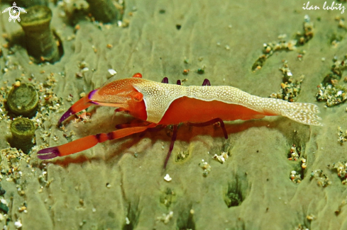 A Periclimenes imperator | shrimp